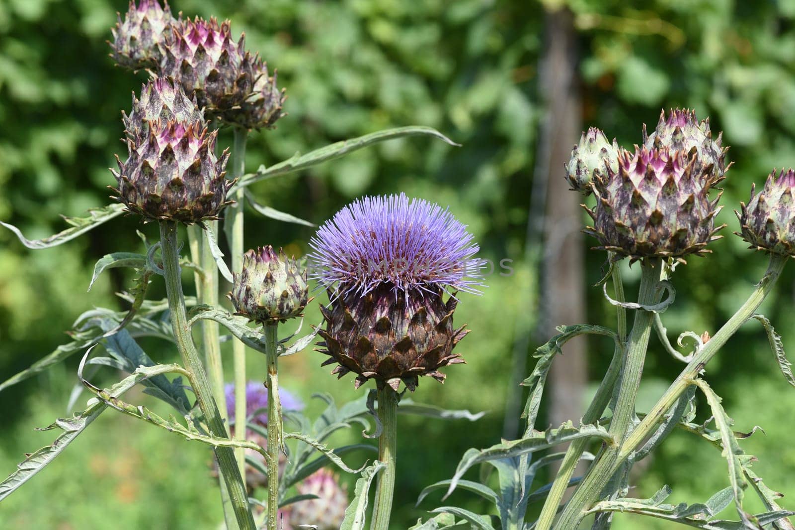 Artichoke,Cynara scolymus is a vegetable and medicinal plant. Artichoke,Cynara scolymus,is a vegetable and medicinal plant.