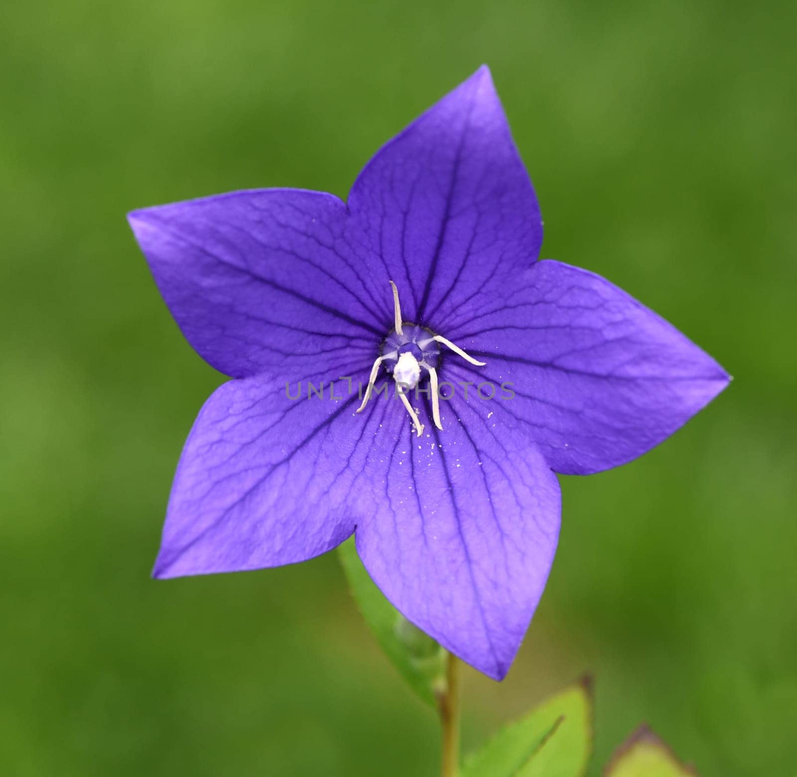 . Balloon flower,Platycodon grandiflorum is an attractive ornamental flower with beautiful blue flowers. Balloon flower,Platycodon grandiflorum is an attractive ornamental flower with beautiful blue flowers.