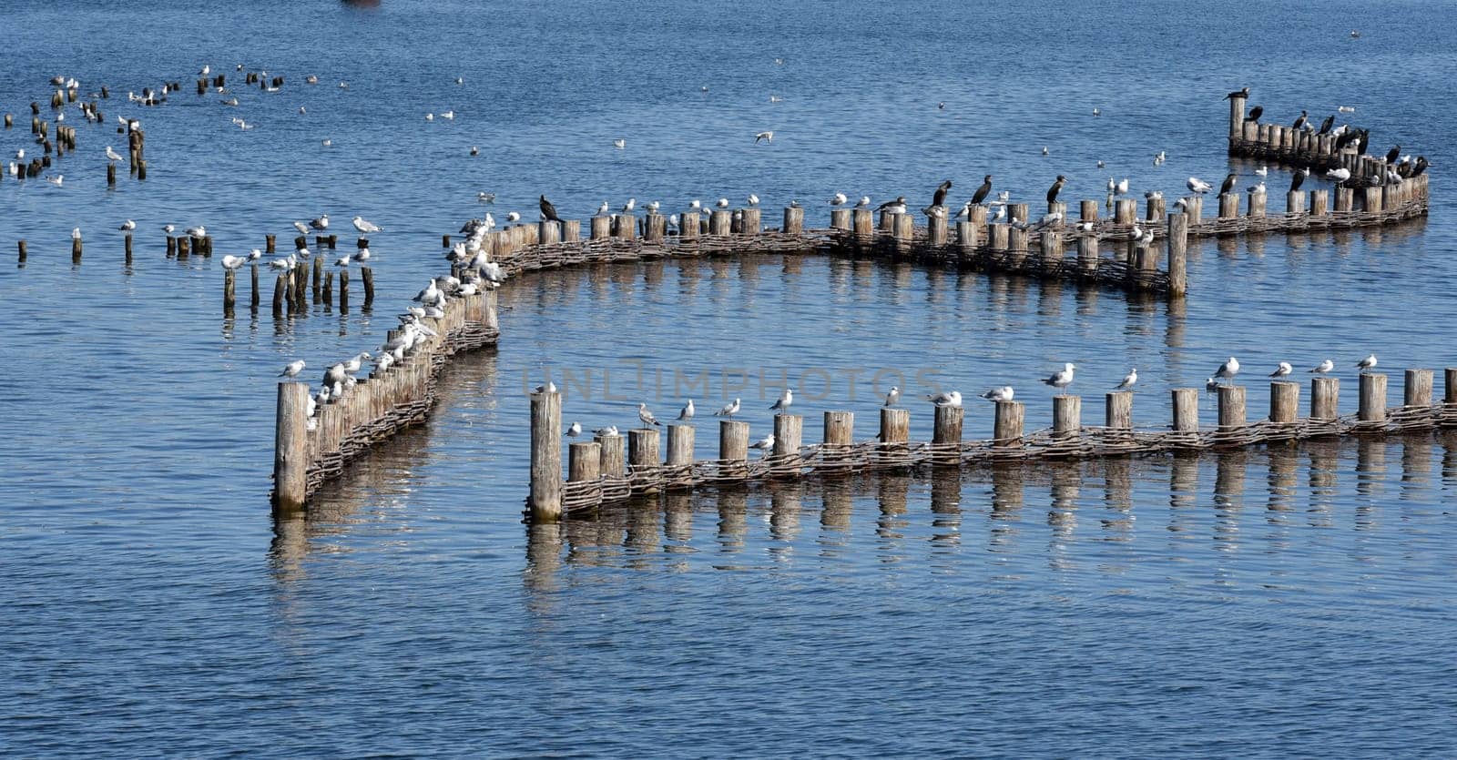 Herring fence in the town of Kappeln is a unique document of fishing in the Schlei. It is the last functioning herring fence in Europe. Herring fence in the town of Kappeln is a unique document of fishing in the Schlei. It is the last fully functional herring fence in Europe.