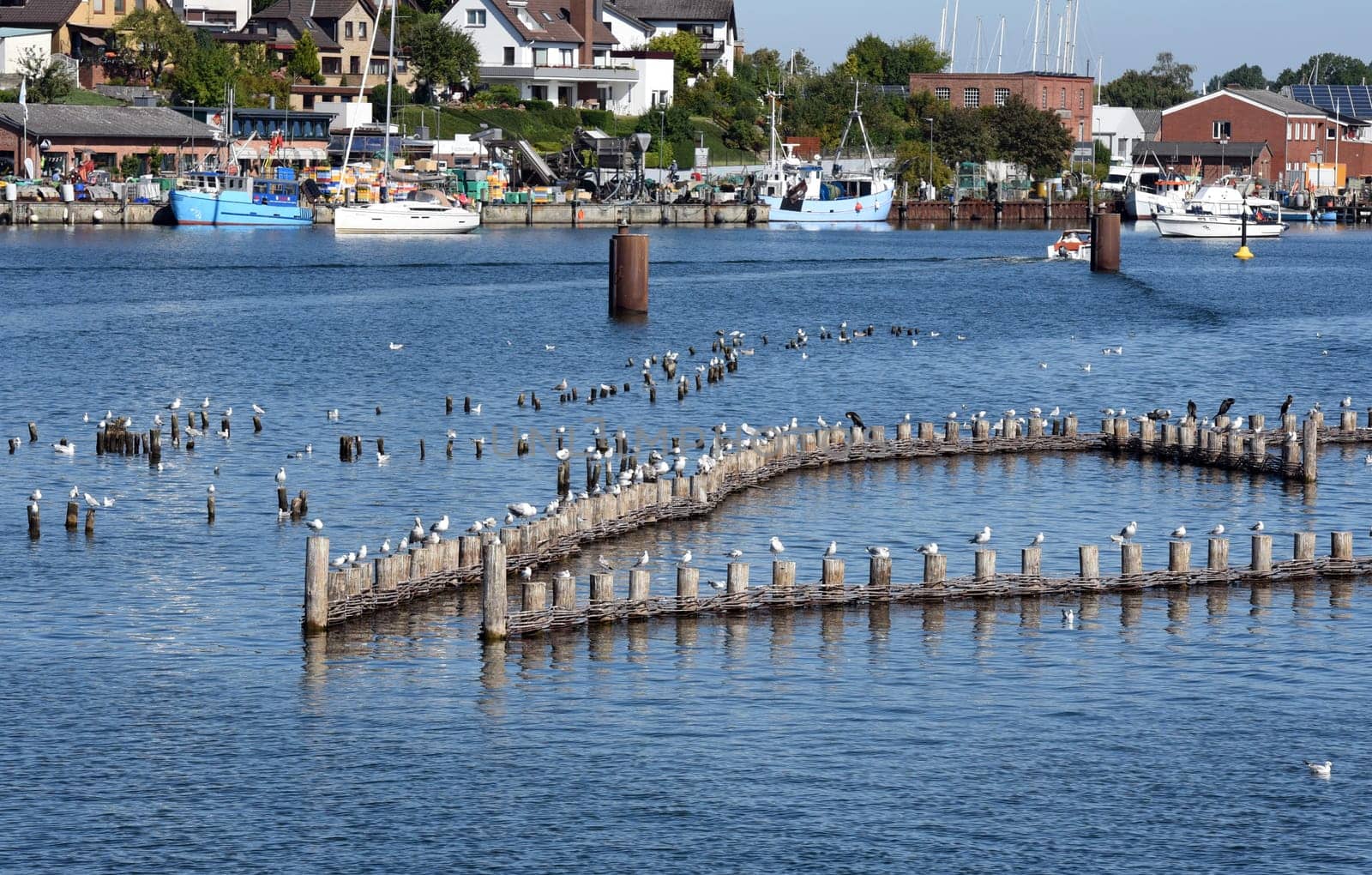 Herring fence in the town of Kappeln is a unique document of fishing in the Schlei. It is the last functioning herring fence in Europe. Herring fence in the town of Kappeln is a unique document of fishing in the Schlei. It is the last fully functional herring fence in Europe.