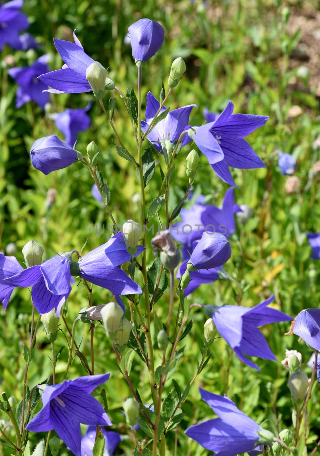 . Balloon flower,Platycodon grandiflorum is an attractive ornamental flower with beautiful blue flowers. Balloon flower,Platycodon grandiflorum is an attractive ornamental flower with beautiful blue flowers.