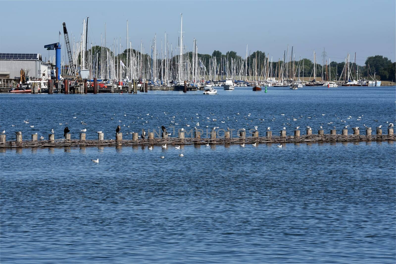 Herring fence in the town of Kappeln is a unique document of fishing in the Schlei. It is the last functioning herring fence in Europe. Herring fence in the town of Kappeln is a unique document of fishing in the Schlei. It is the last fully functional herring fence in Europe.