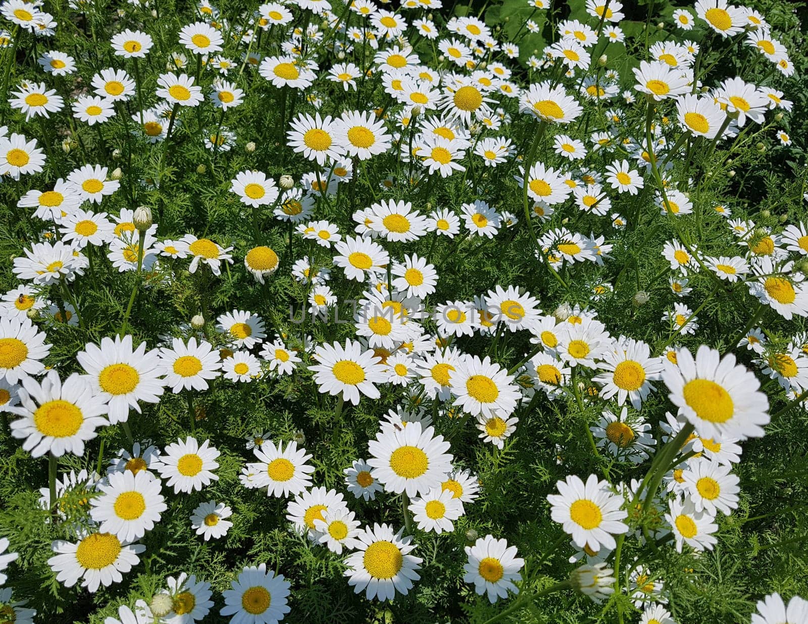 Roman Bertram,Anacycle pyrethrum,is an important medicinal plant with white flowers and is used in medicine. Roman Bertram,Anacycle pyrethrum,is an important medicinal plant with white flowers and is used in medicine.