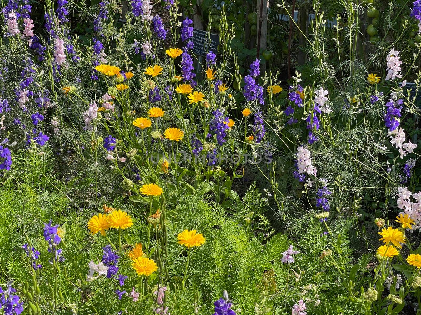 Larkspur,consolida ajacis is a wild and medicinal plant with blue flowers. Barnacle spur,consolida ajacis is a wild and medicinal plant with blue flowers.