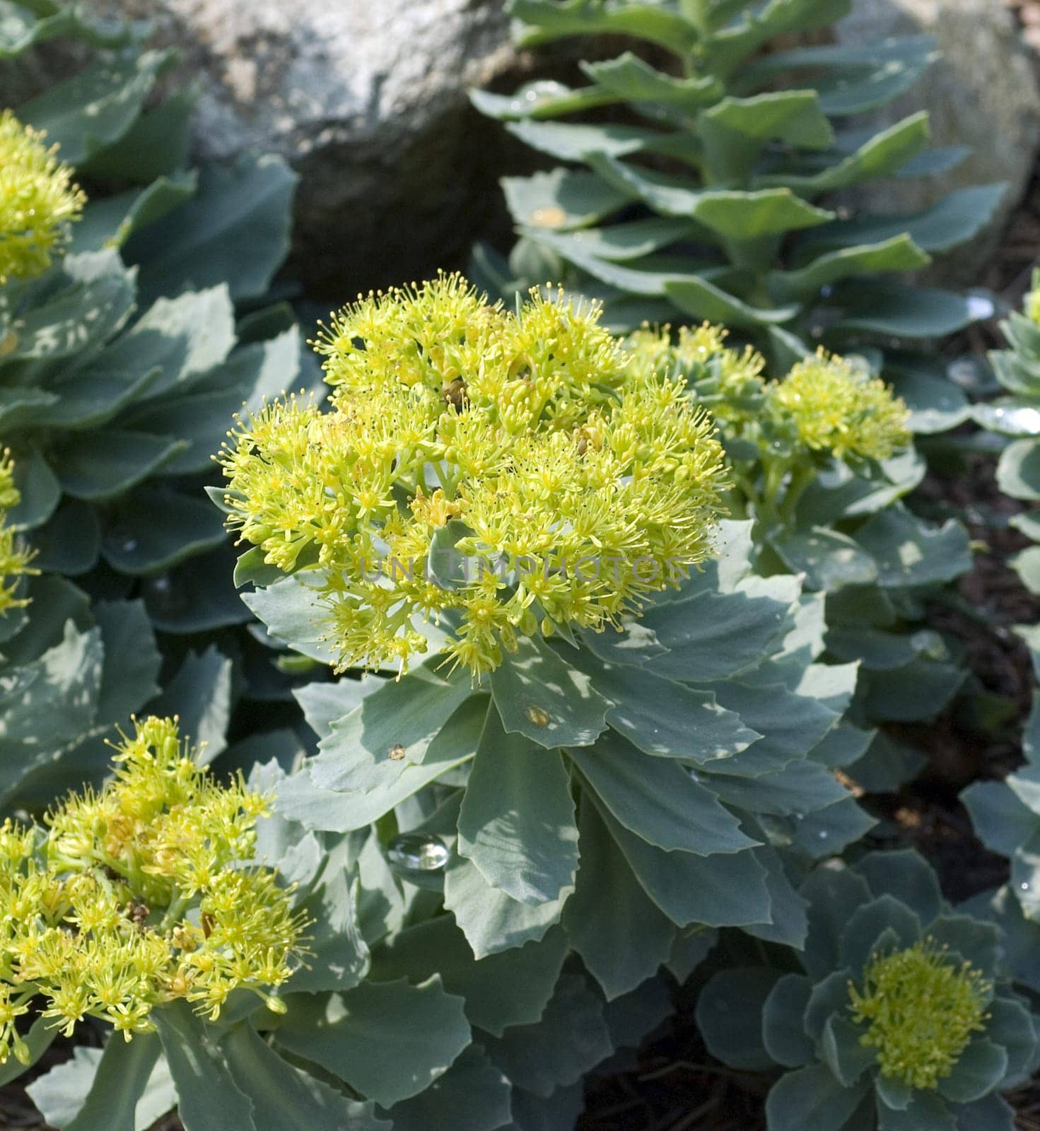 Rhodiola rosea is an important medicinal plant with yellow and pink flowers whose roots are used. Rose root,Rhodiola rosea,is an important medicinal plant with yellow and pink flowers whose roots are used.
