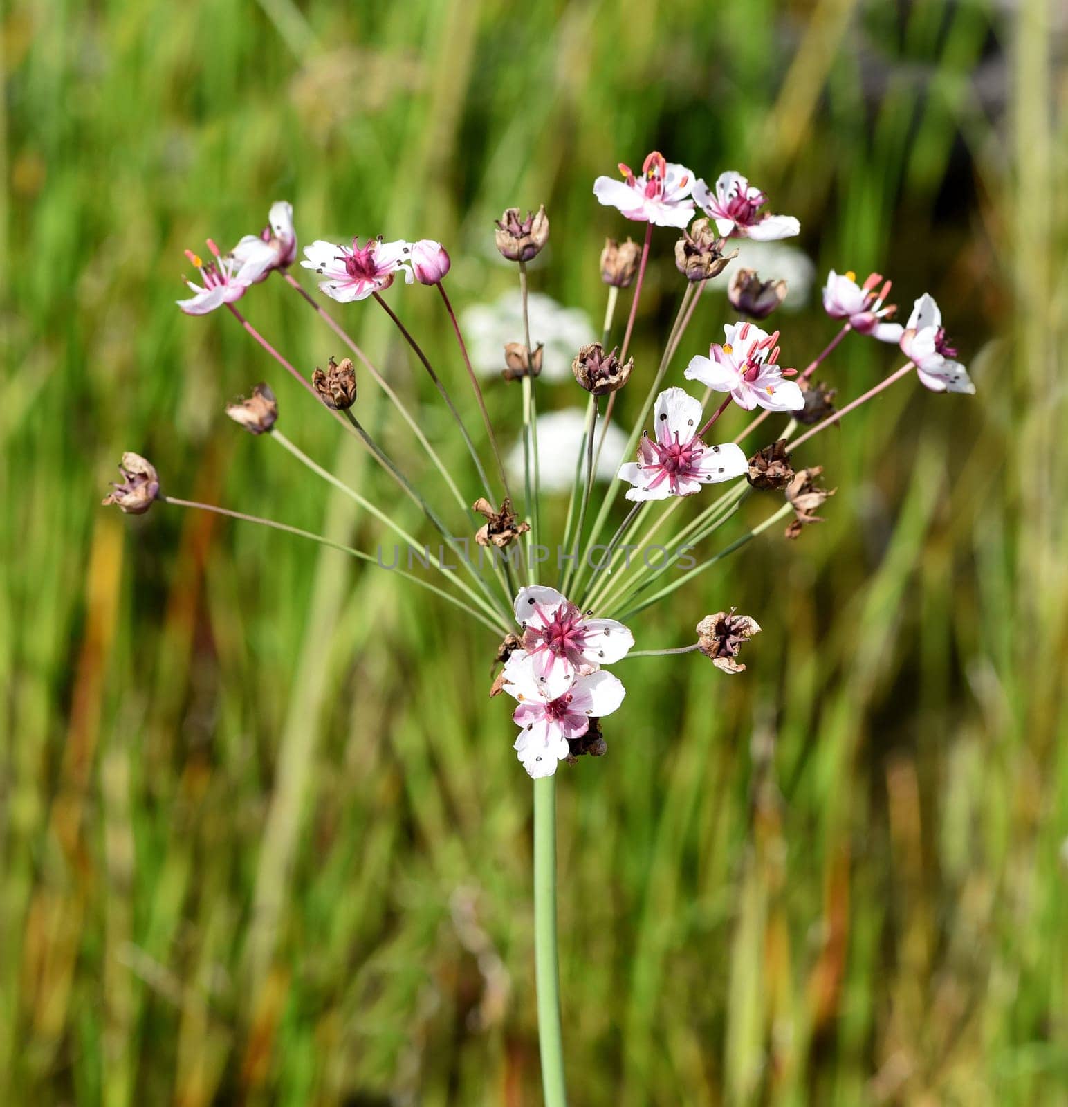 Swan flower,Butomus umbellatus is a frog-like aquatic plant with pink flowers. Swan flower,Butomus umbellatus,is a frog-shaped aquatic plant with pink flowers.