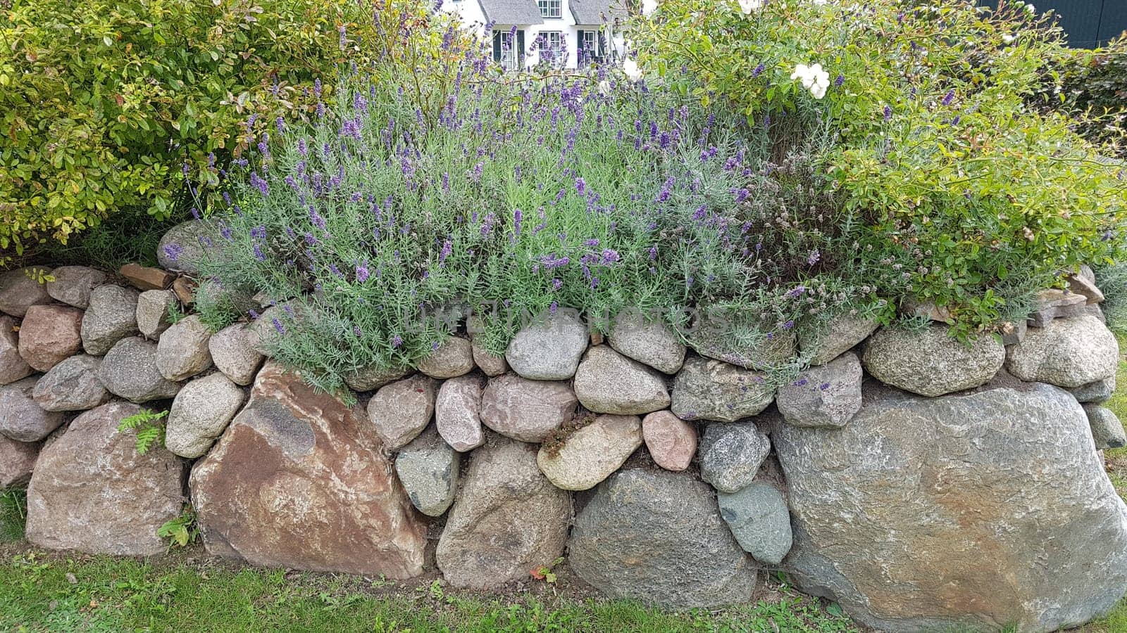 Friesenwall consists of stacked boulders from the Ice Age. Friesenwall,Friezes wall,consists of stacked boulders from the Ice Age.
