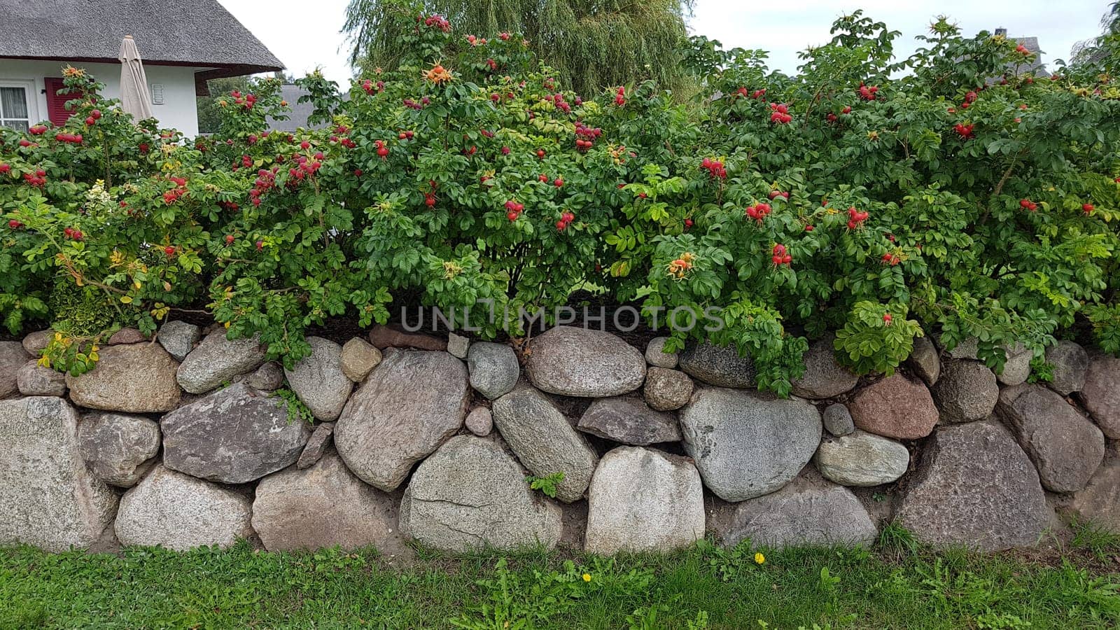 Friesenwall consists of stacked boulders from the Ice Age. Friesenwall,Friezes wall,consists of stacked boulders from the Ice Age.