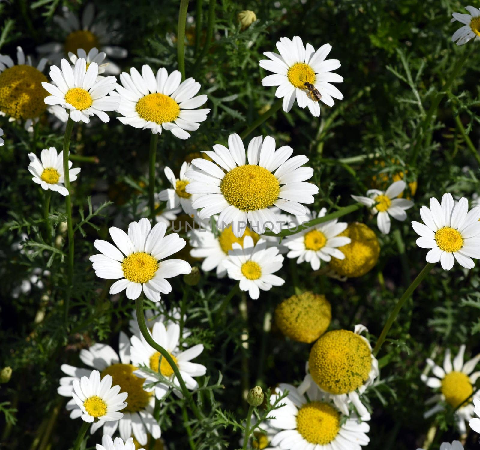 Roman Bertram,Anacycle pyrethrum,is an important medicinal plant with white flowers and is used in medicine. Roman Bertram,Anacycle pyrethrum,is an important medicinal plant with white flowers and is used in medicine.