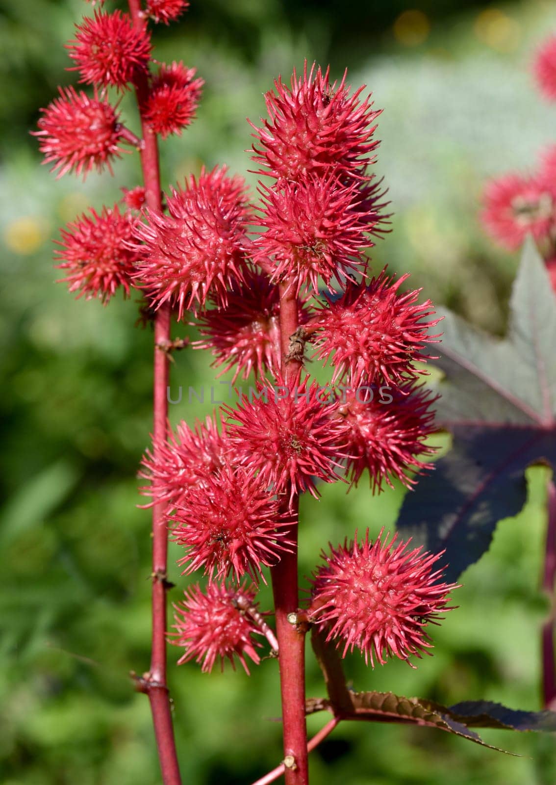 Castor oil,Ricinus communis is a poisonous and medicinal plant with red flowers and poisonous beans. Castor oil,Ricinus communis,is a poisonous and medicinal plant with red flowers and poisonous beans.