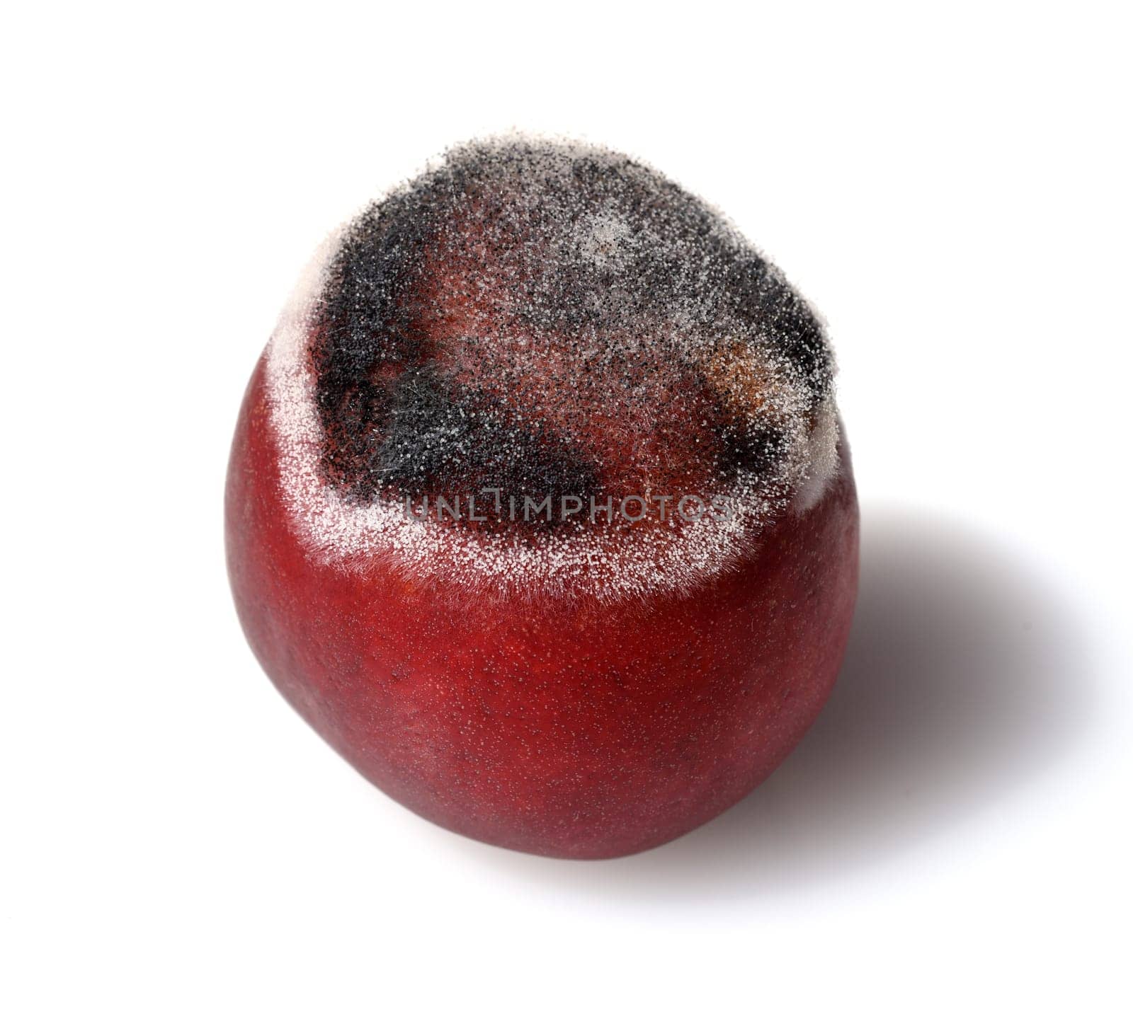 In microbiology,molds are a systematically heterogeneous group of filamentous fungi,the majority of which belong to the taxonomic groups of ascomycetes and zygomycetes. Molds,visibly also called mold,are a systematically heterogeneous group of filamentous fungi in microbiology,the majority of which belong to the taxonomic groups of the Ascomycetes and Zygomycetes.