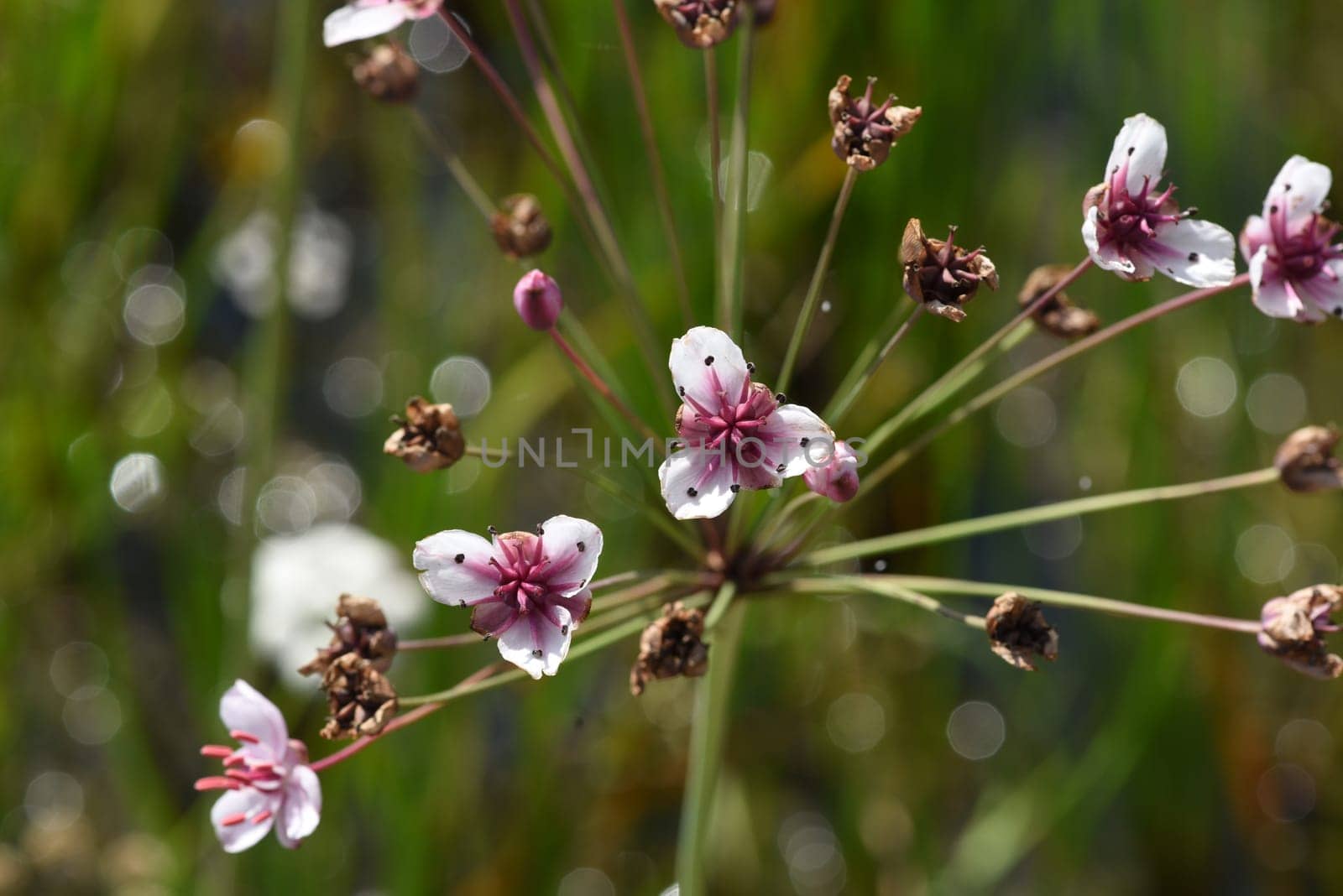 Swan flower,Butomus umbellatus is a frog-like aquatic plant with pink flowers. Swan flower,Butomus umbellatus,is a frog-shaped aquatic plant with pink flowers.