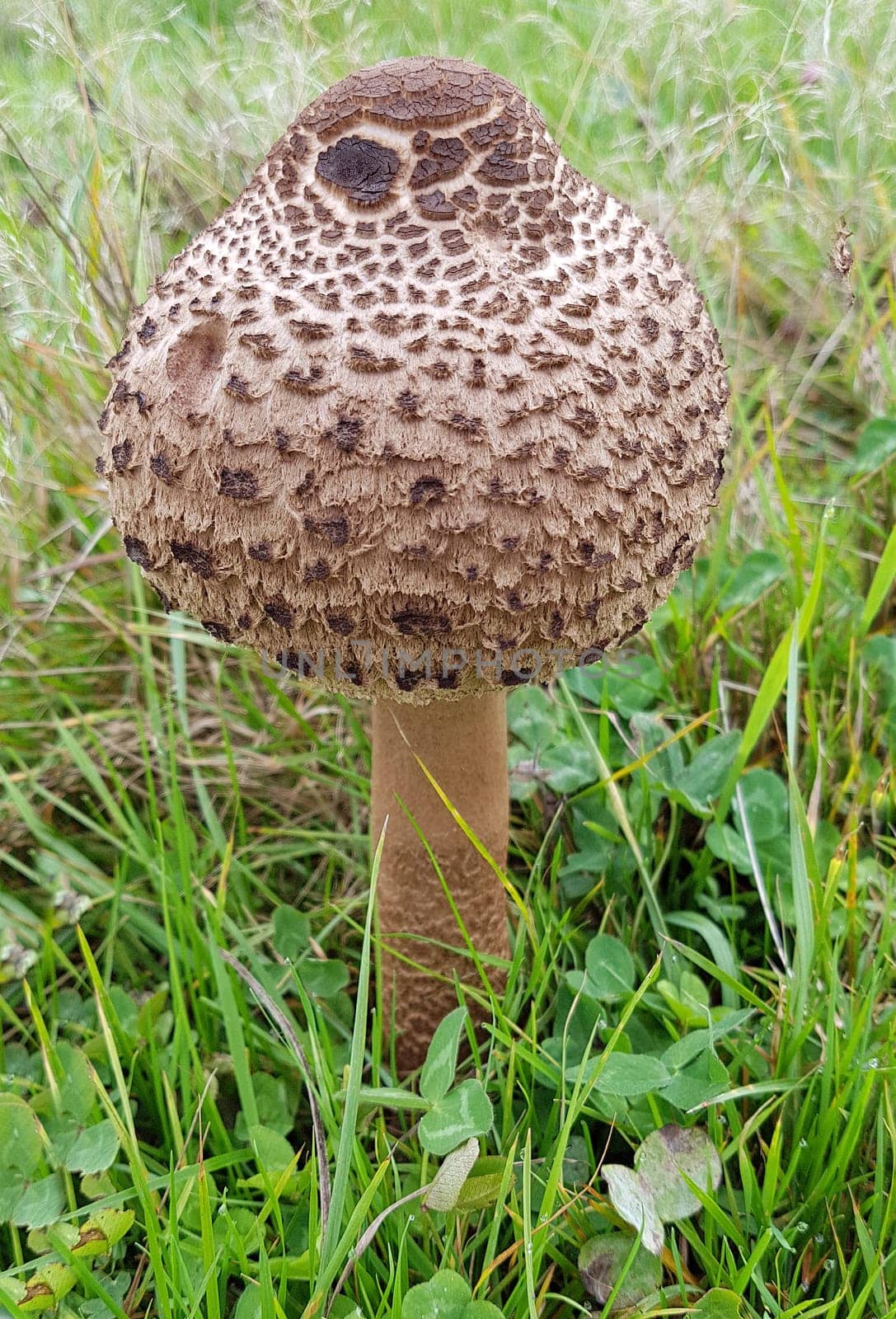 Parasol mushroom,Macrolepiota procera,also called umbrella mushroom,is a good edible mushroom that grows on meadows and in the forest. Parasol mushroom,Macrolepiota procera,also called umbrella mushroom,is a good edible mushroom that grows on meadows and in the forest.