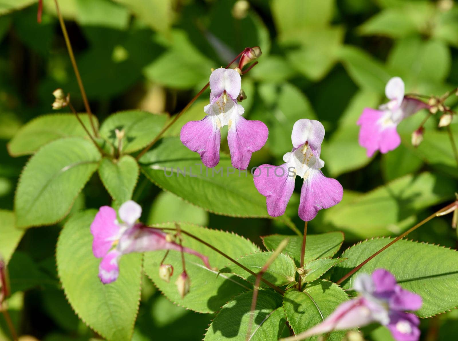 Impatiens glandulifera is a medicinal plant that is also used in medicine. Druesiges balsam,gland,Impatiens glandulifera is a medicinal plant that is also used in medicine.