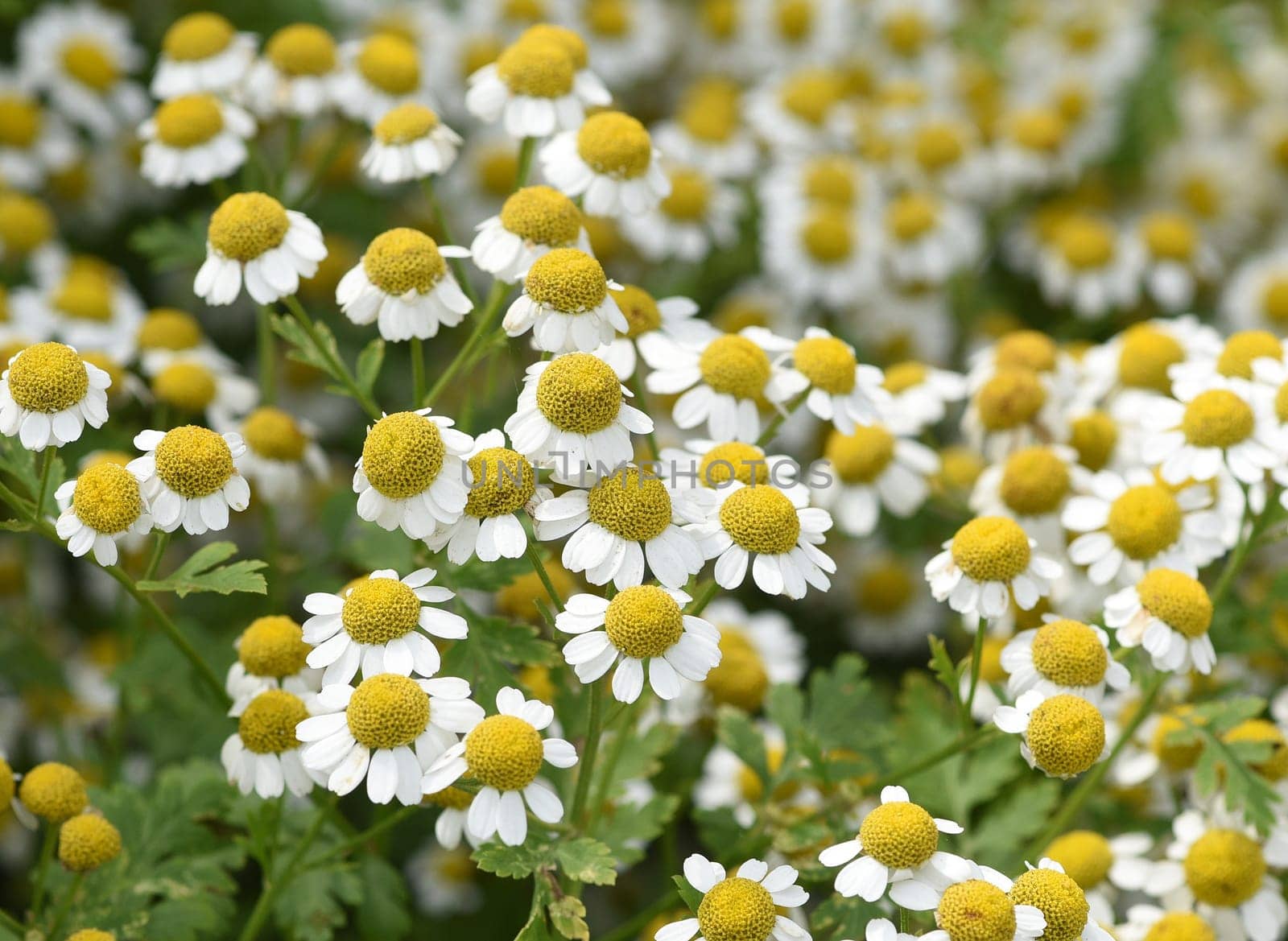 Feverfew,Tanacetum parthenium,is an important medicinal plant with white flowers. It is a beautiful perennial plant and is often planted in the garden. Feverfew,Tanacetum parthenium,is an important medicinal plant with white flowers. It is a beautiful perennial plant and is often planted in the garden.