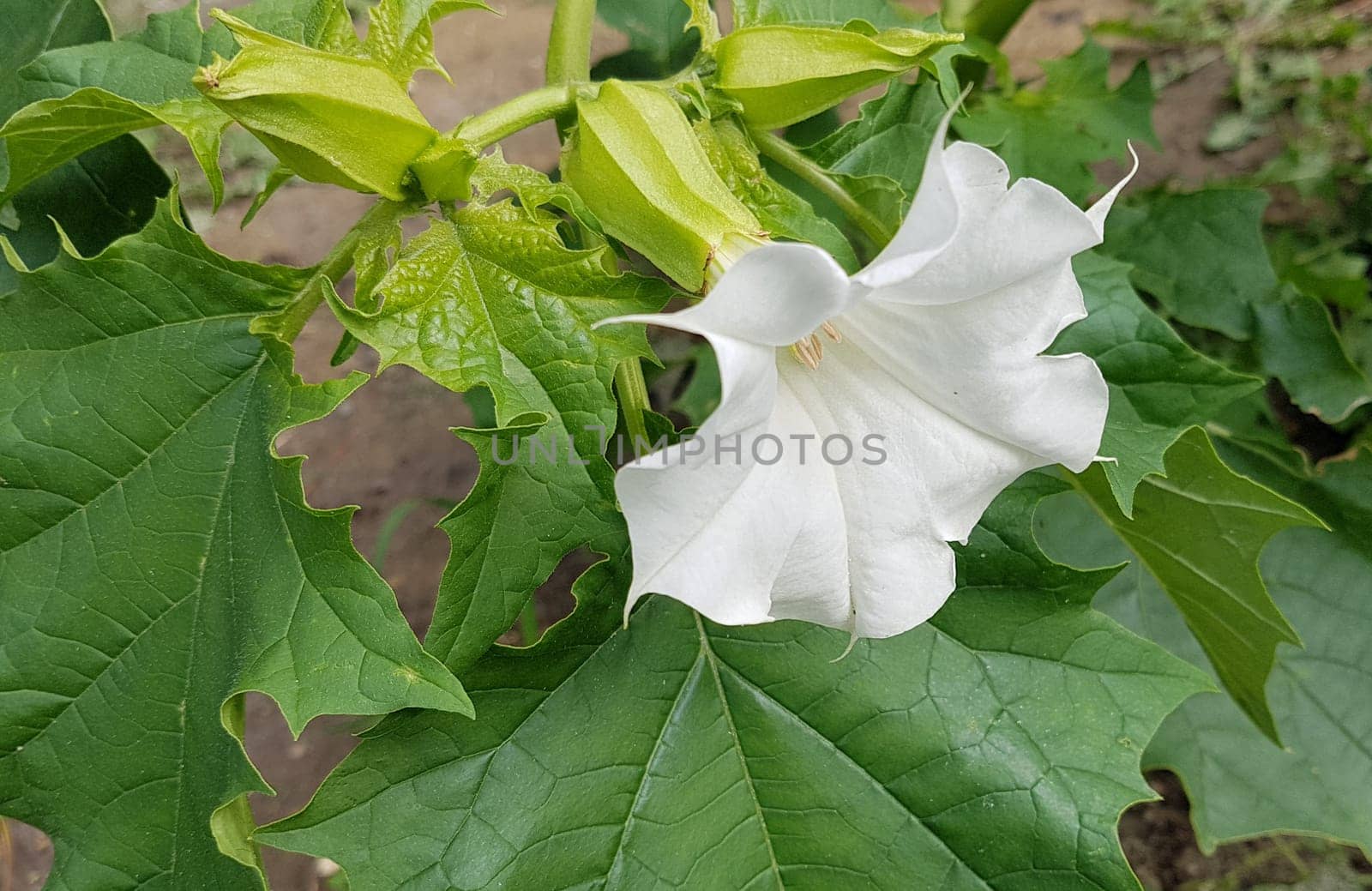 Holly apple,Datura Stramonium is a medicinal plant that is also used in medicine. Thorn apple,Datura Stramonium is a medicinal plant that is also used in medicine.