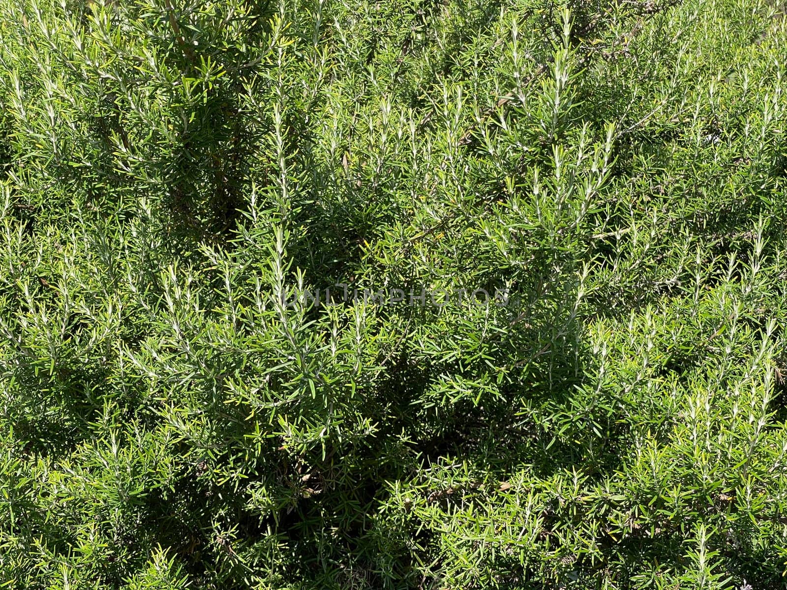 Rosemary,Rosemary officinalis,is a medicinal and herbal plant. Rosemary officinalis,is a medicinal and herbal plant.