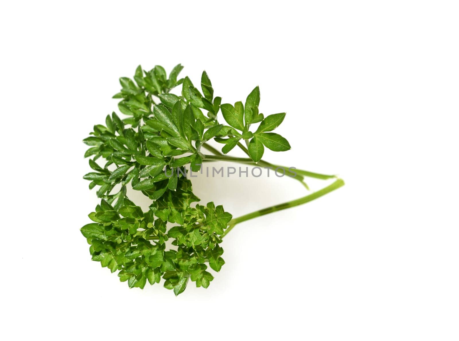 Parsley,Petroselinum crispum,is a medicinal and herbaceous plant. Parsley,Petroselinum Crispum,is a medicinal and herbal plant.