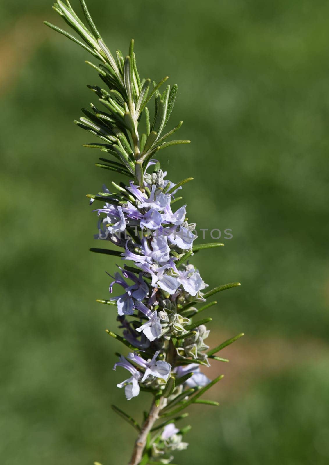 Rosemary,Rosemary officinalis,is a medicinal and herbal plant. Rosemary officinalis,is a medicinal and herbal plant.