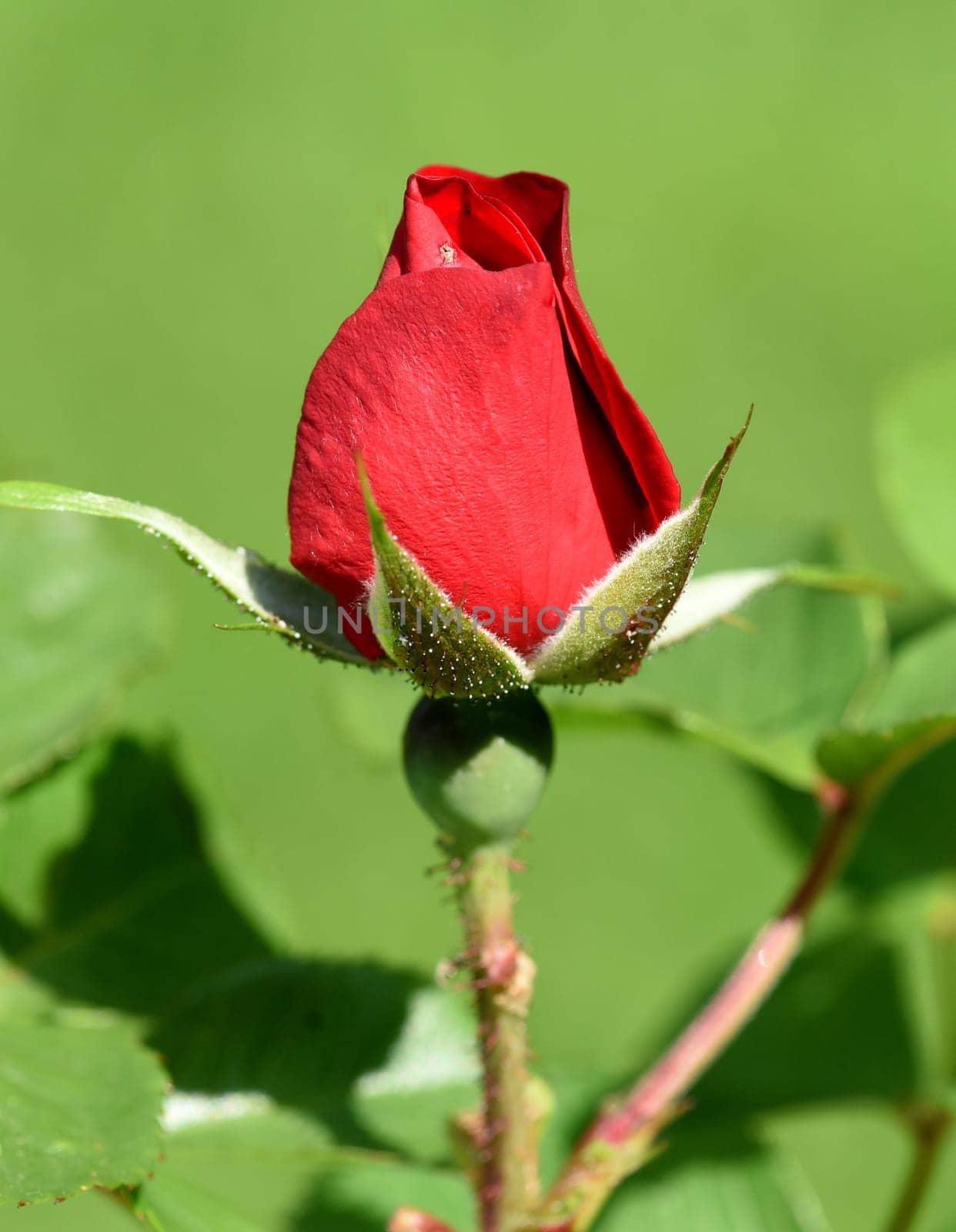Red Corsair is a shrub rose with red flowers. Roter Korsar is a shrub rose with red flowers.