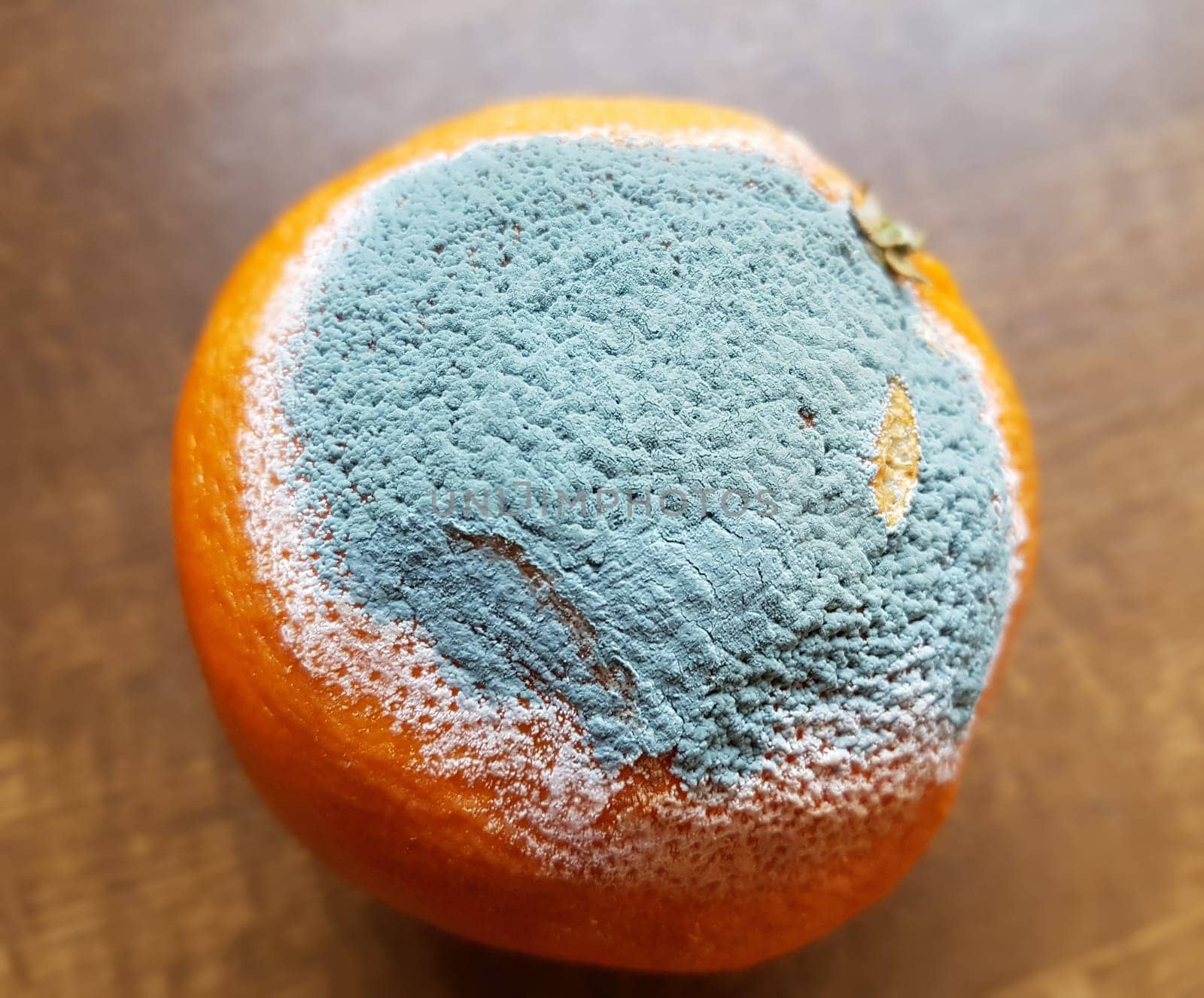 In microbiology,molds are a systematically heterogeneous group of filamentous fungi,the majority of which belong to the taxonomic groups of ascomycetes and zygomycetes. Molds,visibly also called mold,are a systematically heterogeneous group of filamentous fungi in microbiology,the majority of which belong to the taxonomic groups of the Ascomycetes and Zygomycetes.