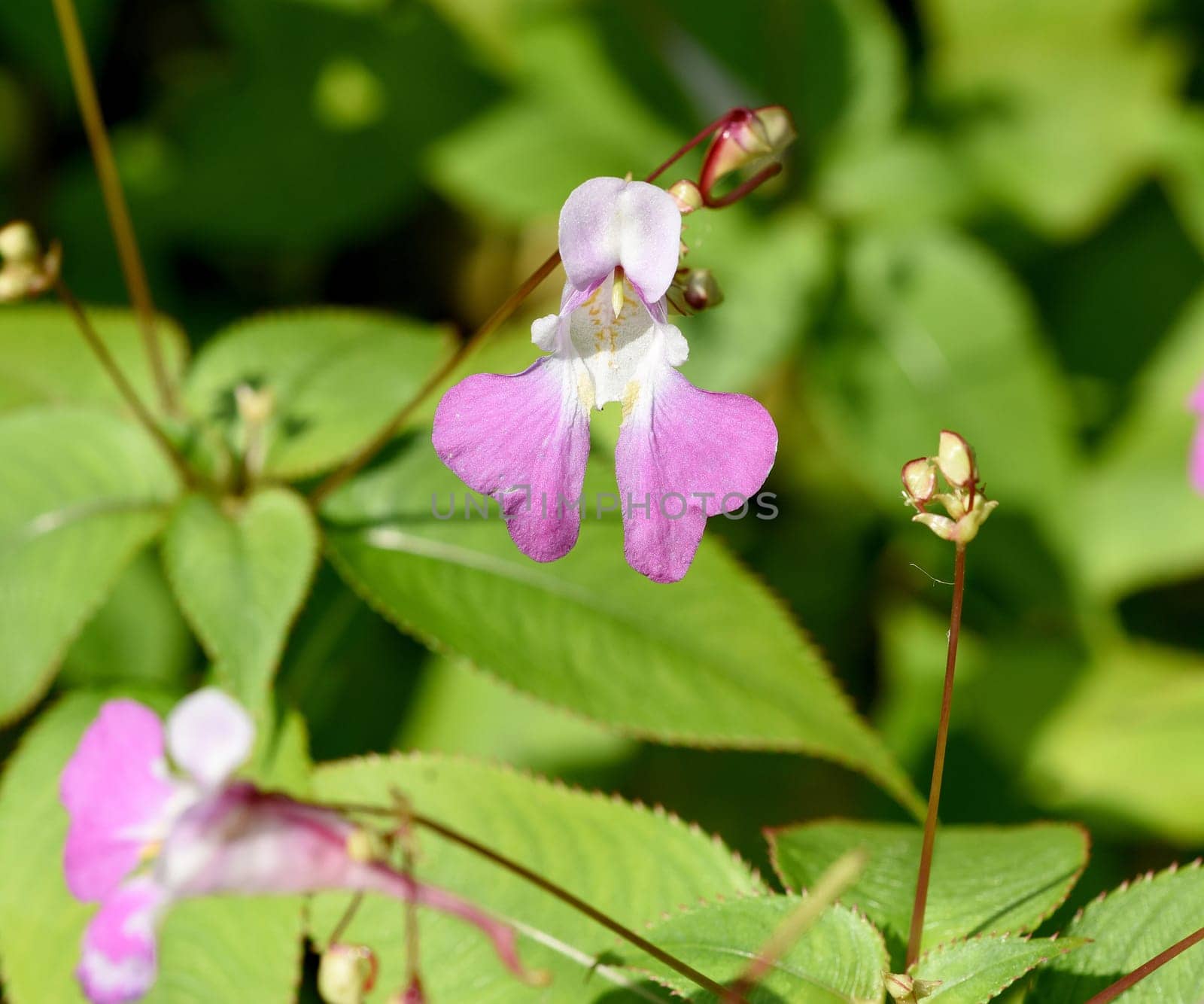 Impatiens glandulifera is a medicinal plant that is also used in medicine. Druesiges balsam,gland,Impatiens glandulifera is a medicinal plant that is also used in medicine.
