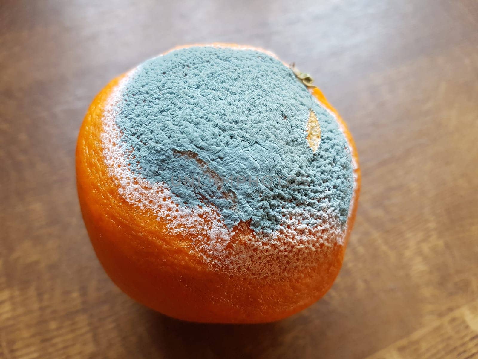 In microbiology,molds are a systematically heterogeneous group of filamentous fungi,the majority of which belong to the taxonomic groups of ascomycetes and zygomycetes. Molds,visibly also called mold,are a systematically heterogeneous group of filamentous fungi in microbiology,the majority of which belong to the taxonomic groups of the Ascomycetes and Zygomycetes.