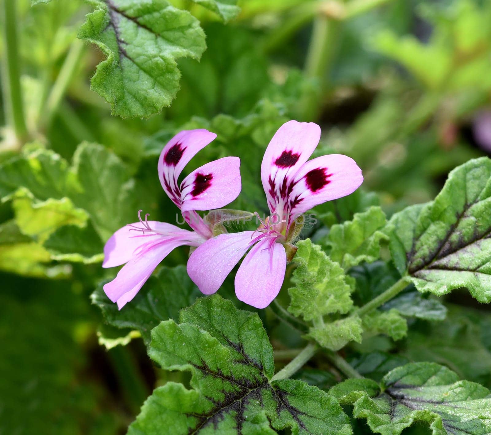 Geraniums,pelargoniums are summer flowers for garden and balcony. Geraniums and pelargoniums are summer flowers for the garden and balcony.