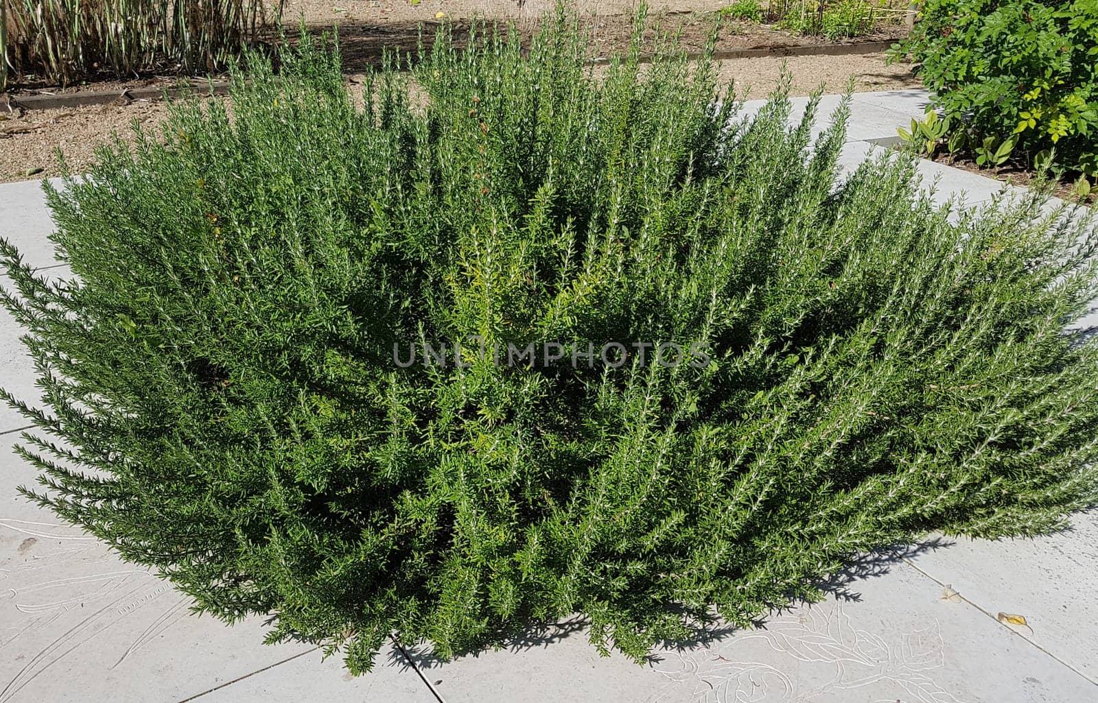 Rosemary,Rosemary officinalis,is a medicinal and herbal plant. Rosemary officinalis,is a medicinal and herbal plant.