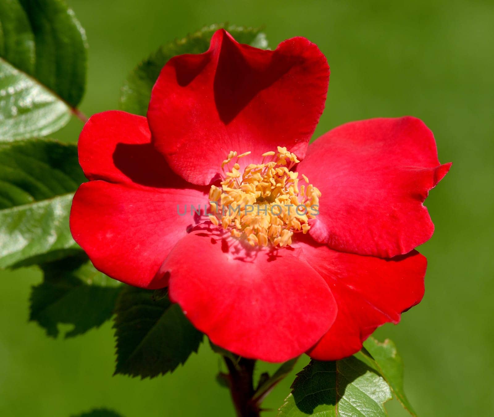 Red Corsair is a shrub rose with red flowers. Roter Korsar is a shrub rose with red flowers.