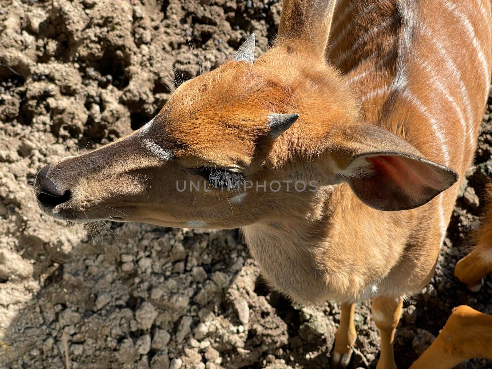 Lowland Nyala is an antelope that lives in South Africa. Lowland nyala is an antelope that lives in South Africa.
