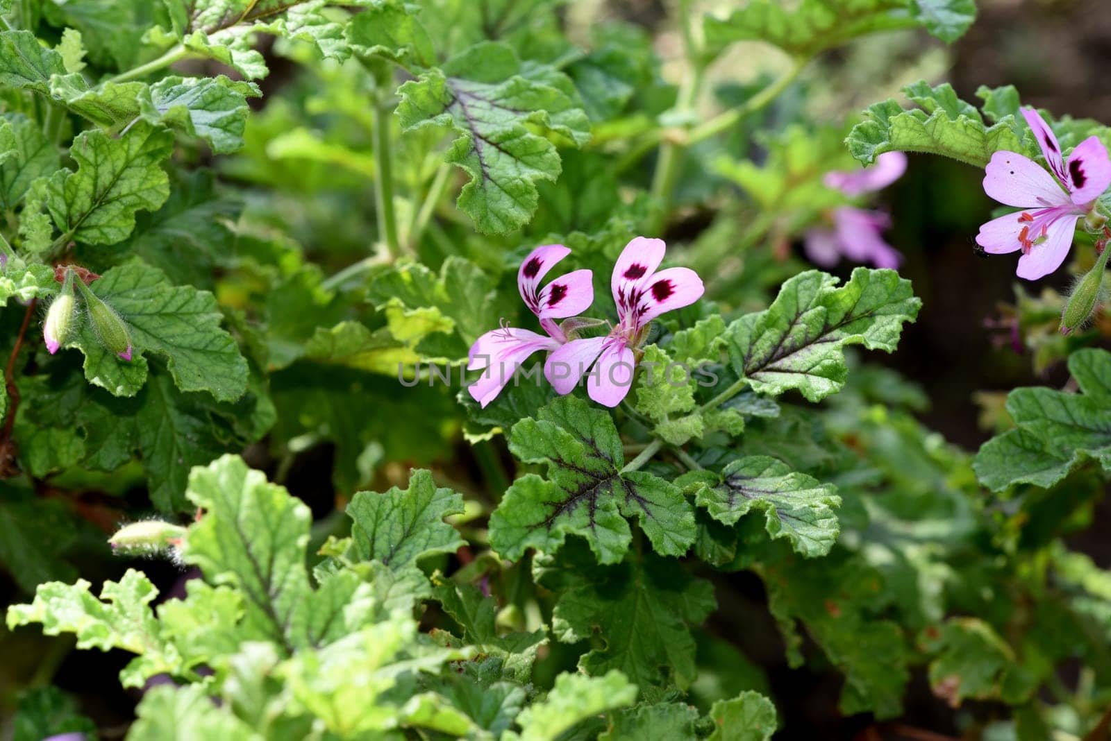 Geraniums,pelargoniums are summer flowers for garden and balcony. Geraniums and pelargoniums are summer flowers for the garden and balcony.
