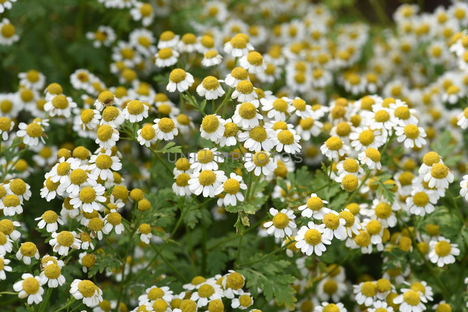 Feverfew,Tanacetum parthenium,is an important medicinal plant with white flowers. It is a beautiful perennial plant and is often planted in the garden. Feverfew,Tanacetum parthenium,is an important medicinal plant with white flowers. It is a beautiful perennial plant and is often planted in the garden.