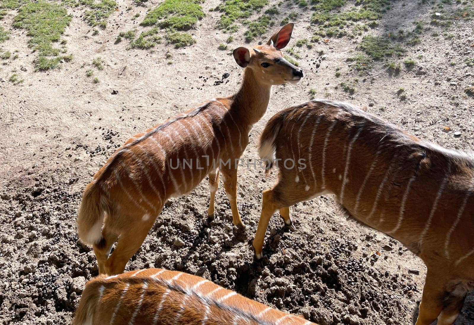 Lowland Nyala is an antelope that lives in South Africa. Lowland nyala is an antelope that lives in South Africa.