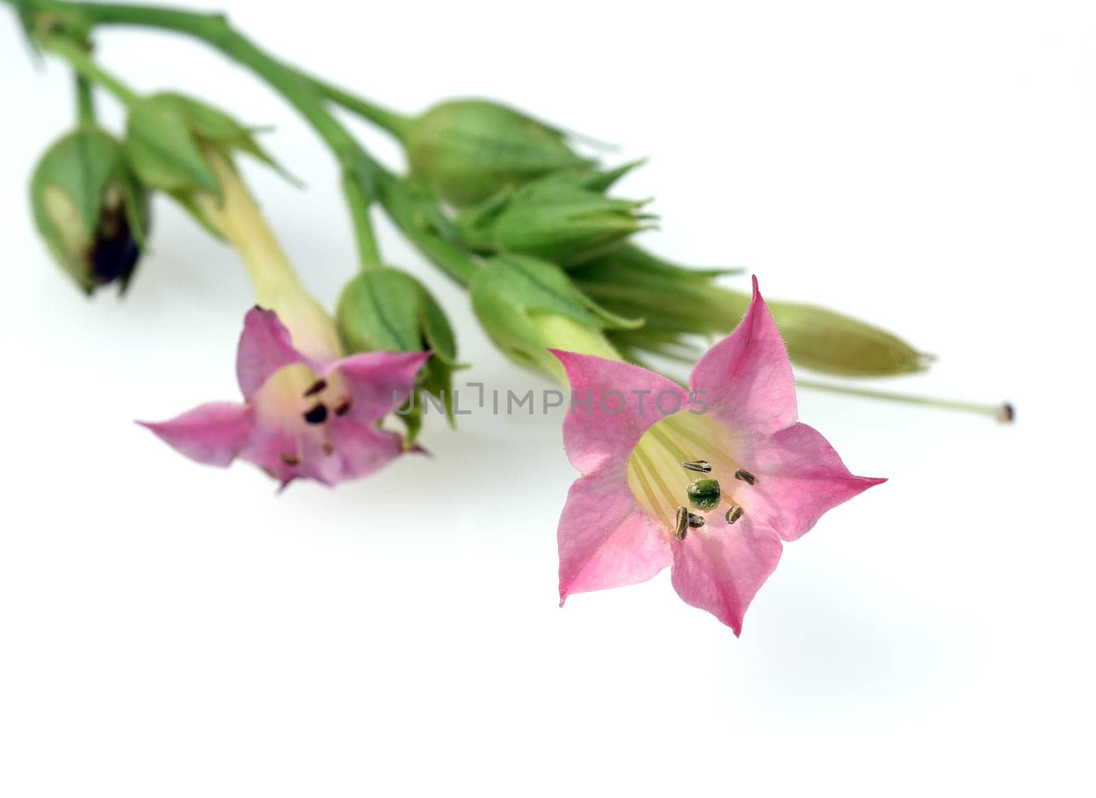 Virgin tobacco,Nicotiana tabacum is useful and poisonous plant and also a medicinal plant. Virginian tobacco,Nicotiana tabacum is useful and poisonous and also a medicinal plant.