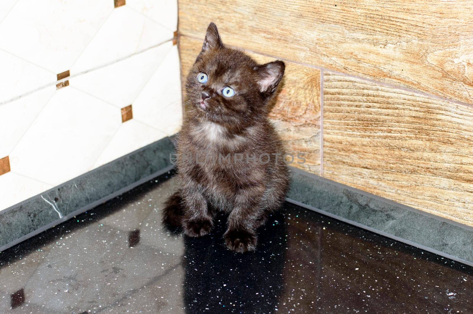 brown little kitten sitting on the table, pet kitten, theme pet cats and kittens, kittens in the kitchen
