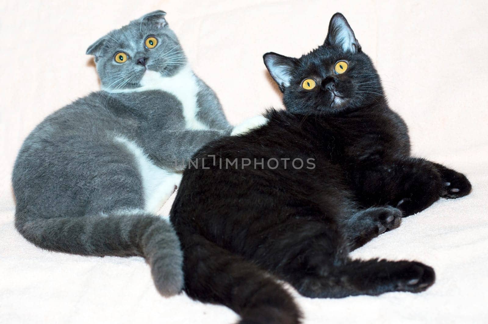 black straight and blue bicolor Scotish-fold kitten lies on a light background, the theme of cats and cats in the house, pets their photos and their lives