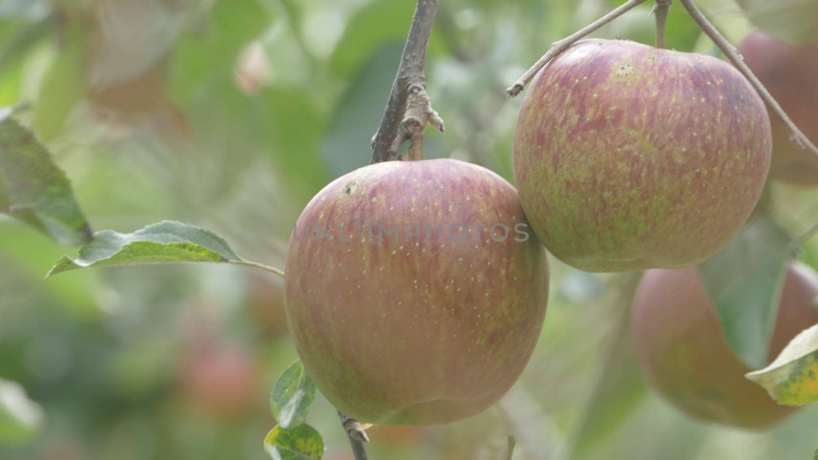 The Sweet and organic plums grown at Fu Shou Shan Farm mountain in Taiwan