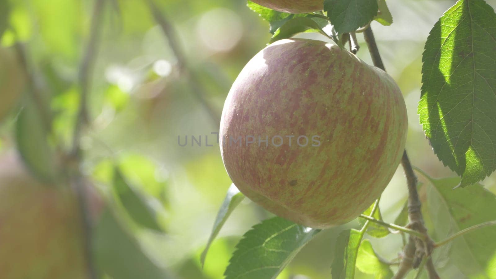 The Sweet and organic plums grown at Fu Shou Shan Farm mountain in Taiwan