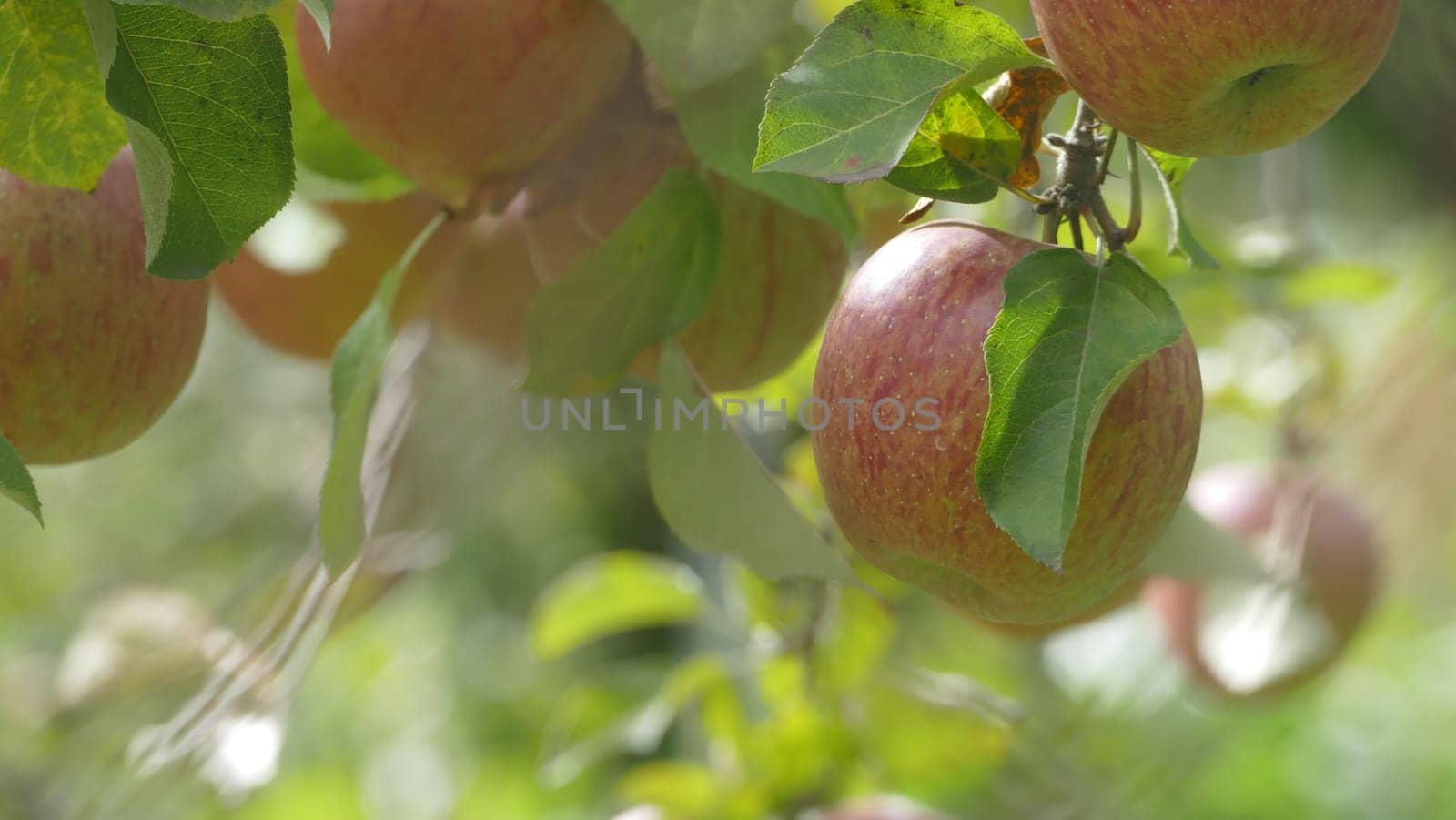 The Sweet and organic plums grown at Fu Shou Shan Farm mountain in Taiwan