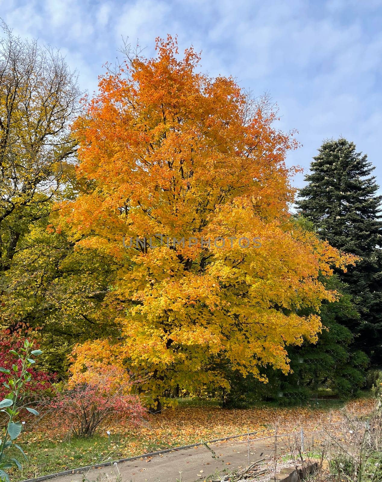 Maple tree,acer with beautiful autumn colors in October.