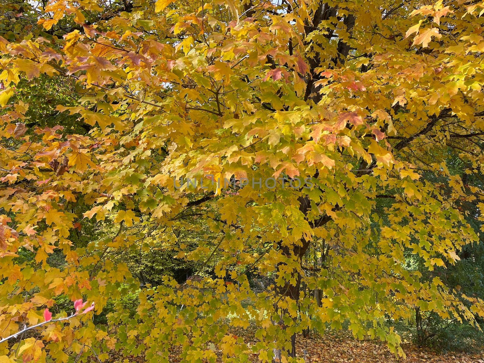 Maple tree,acer with beautiful autumn colors in October.