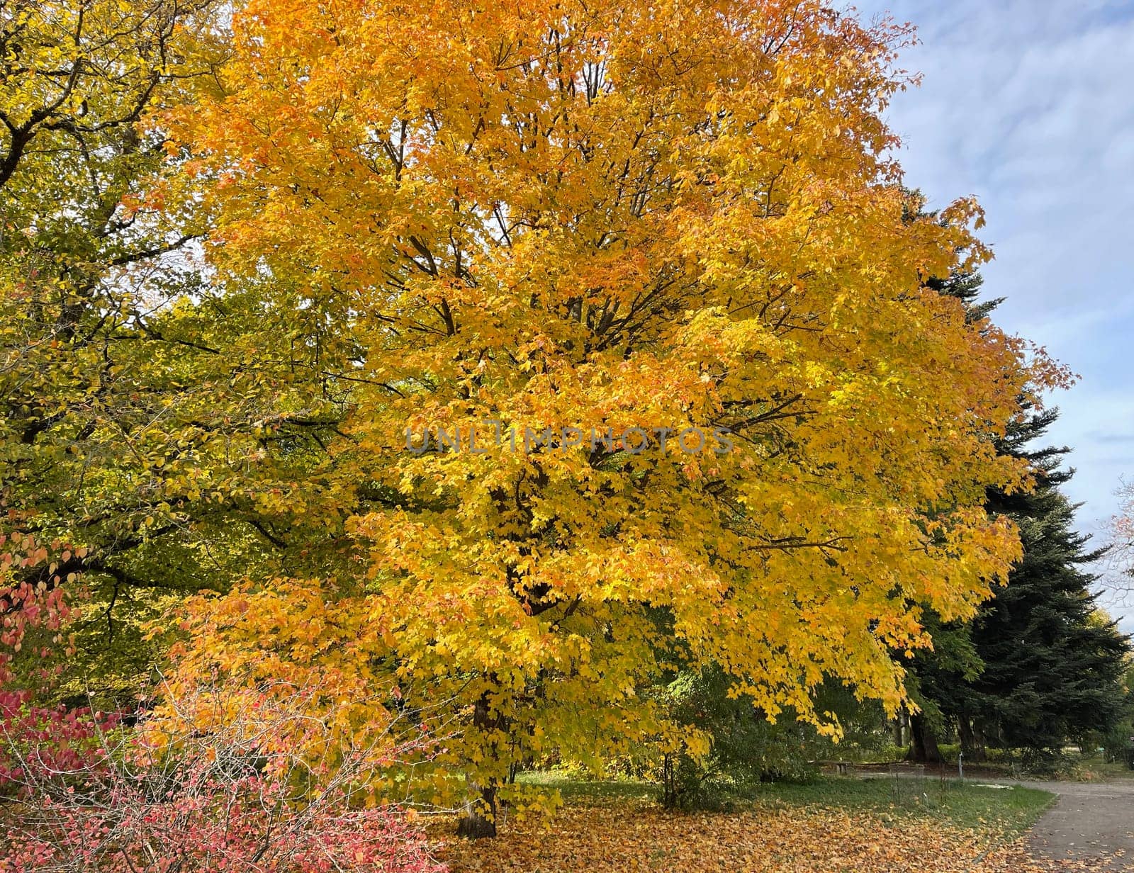 Maple tree,acer with beautiful autumn colors in October.