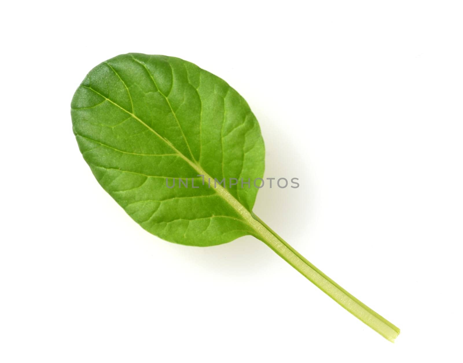 Asian salads are often available all year round. It is used as a salad as well as a vegetable side dish.