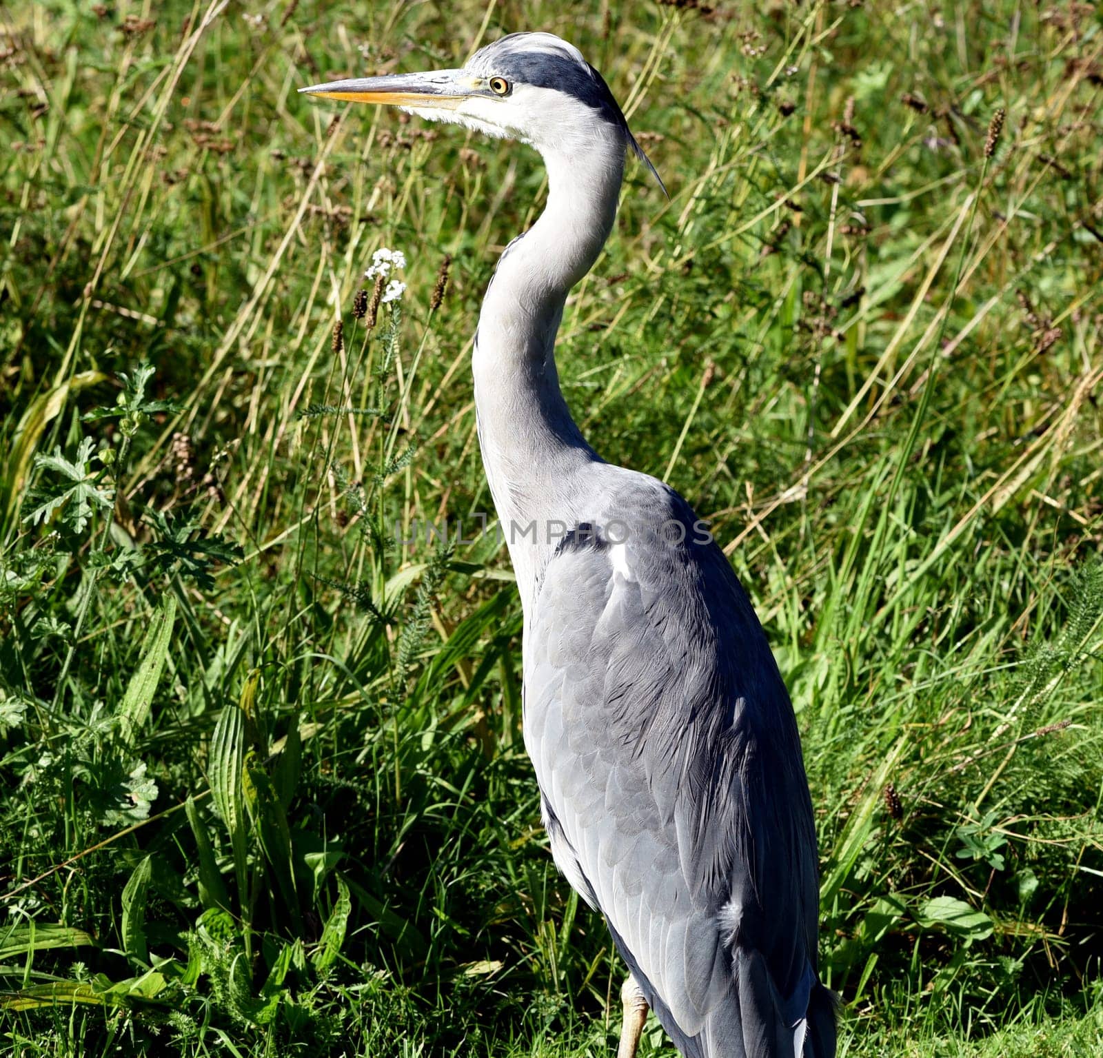 Gray heron,Ardea cinerea,also called heron,is a species of bird in the order Pelecaniformes.