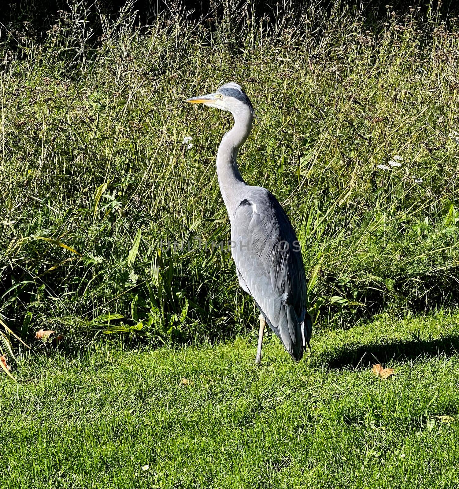 Gray heron,Ardea cinerea,also called heron,is a species of bird in the order Pelecaniformes.