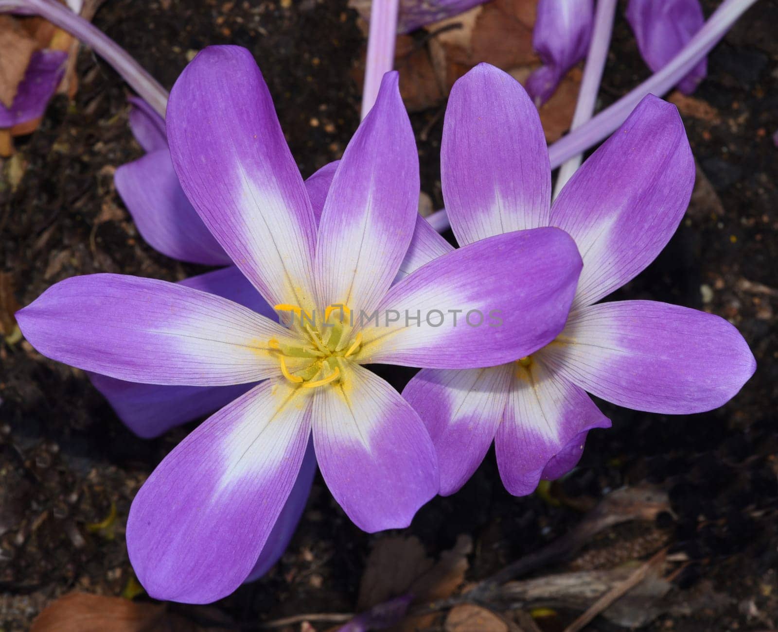 Autumn crocus,Colchicum,autumnale has pink flowers. It is a poisonous plant and an important medicinal plant.