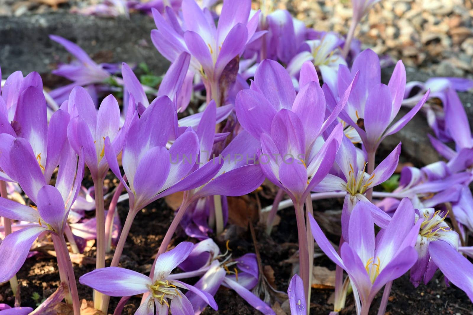 Autumn crocus,Colchicum,autumnale has pink flowers. It is a poisonous plant and an important medicinal plant.
