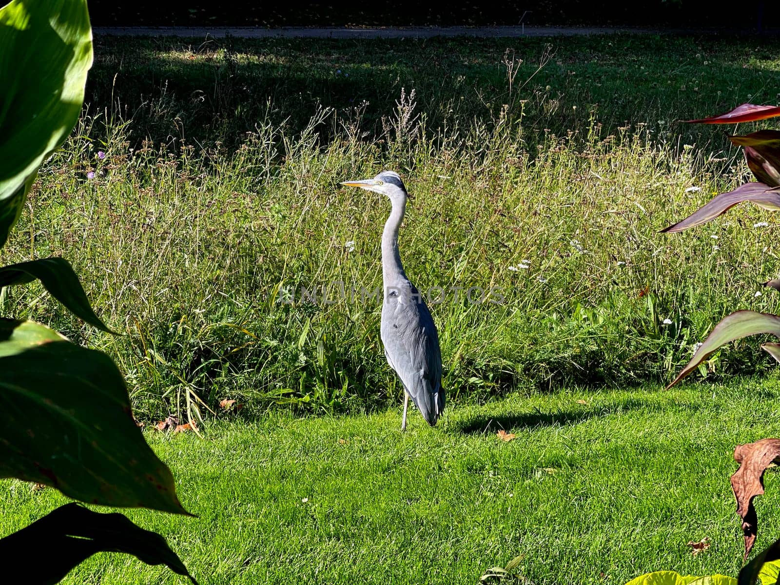 Gray heron,Ardea cinerea,also called heron,is a species of bird in the order Pelecaniformes.
