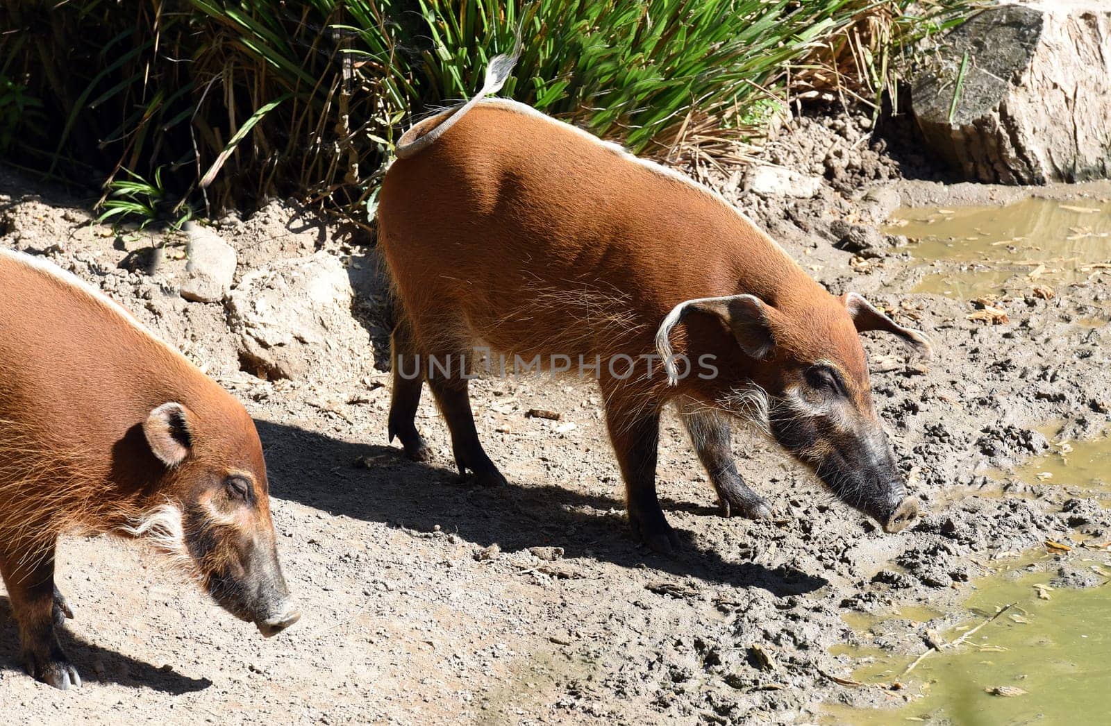 Brush ear pig  Potamochoerus Porcus is a wild pig found in Africa.